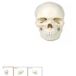 Human Skull Manikin Ea